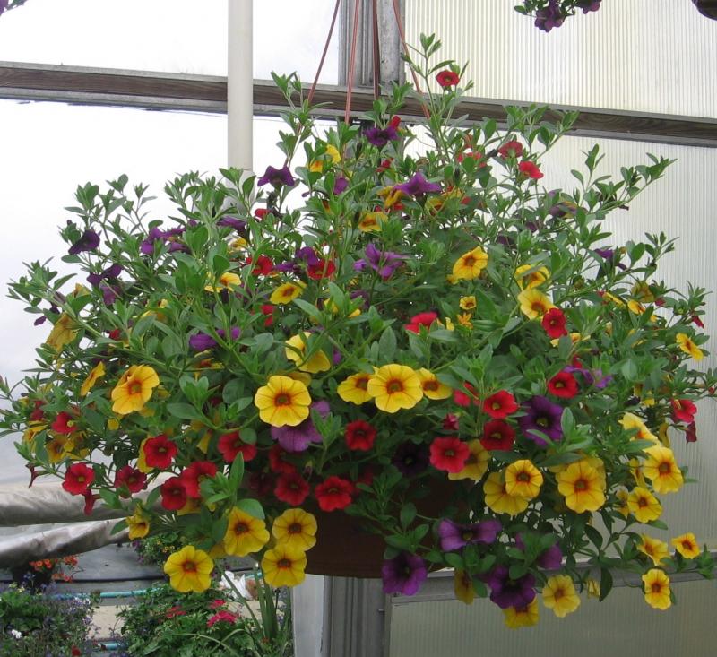Our 12" Hanging Basket